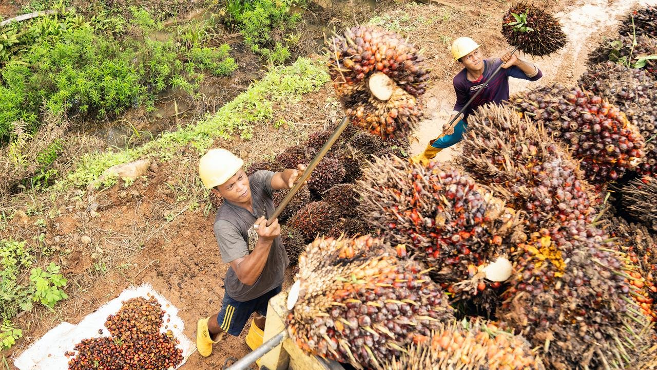 TBS Sawit di Riau Melemah, Harga Jatuh di Bawah Rp4.000/Kg